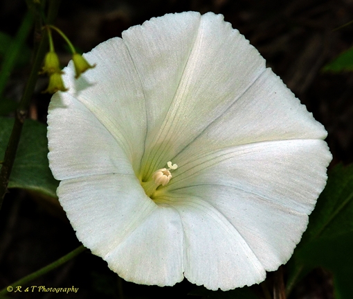 {Calystegia sericata}